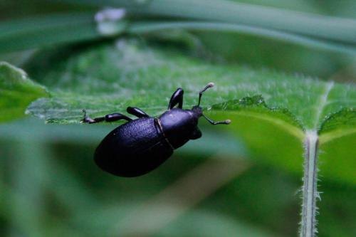 Liparus coronatus